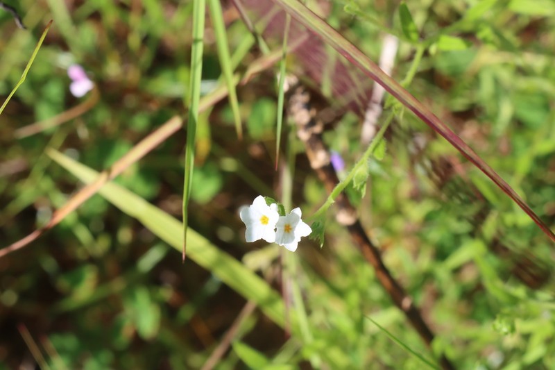Euploca rhadinostachya photo 3