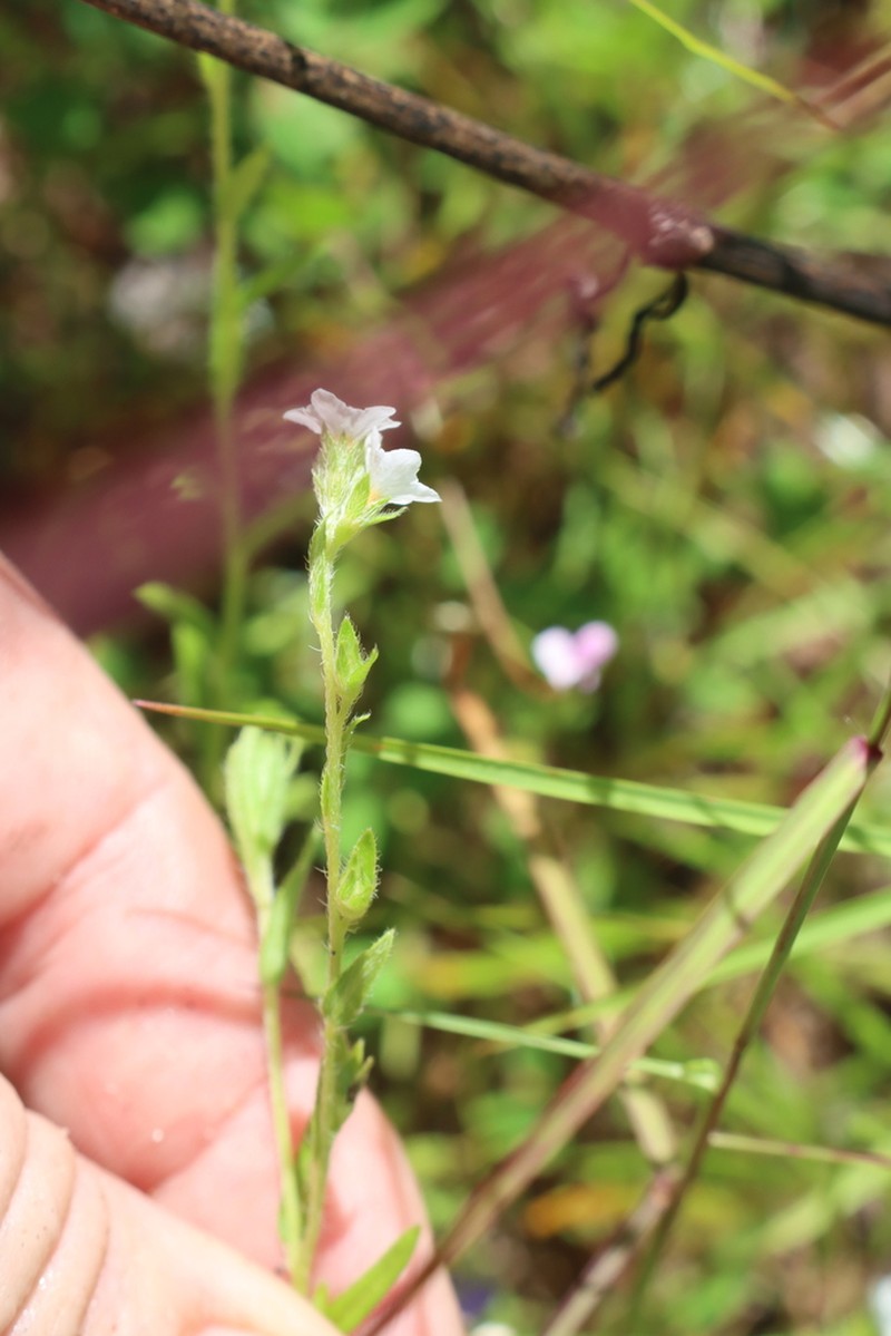 Euploca rhadinostachya photo 4