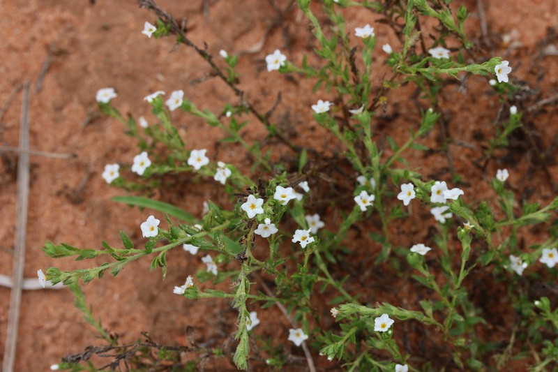Euploca rhadinostachya photo 5