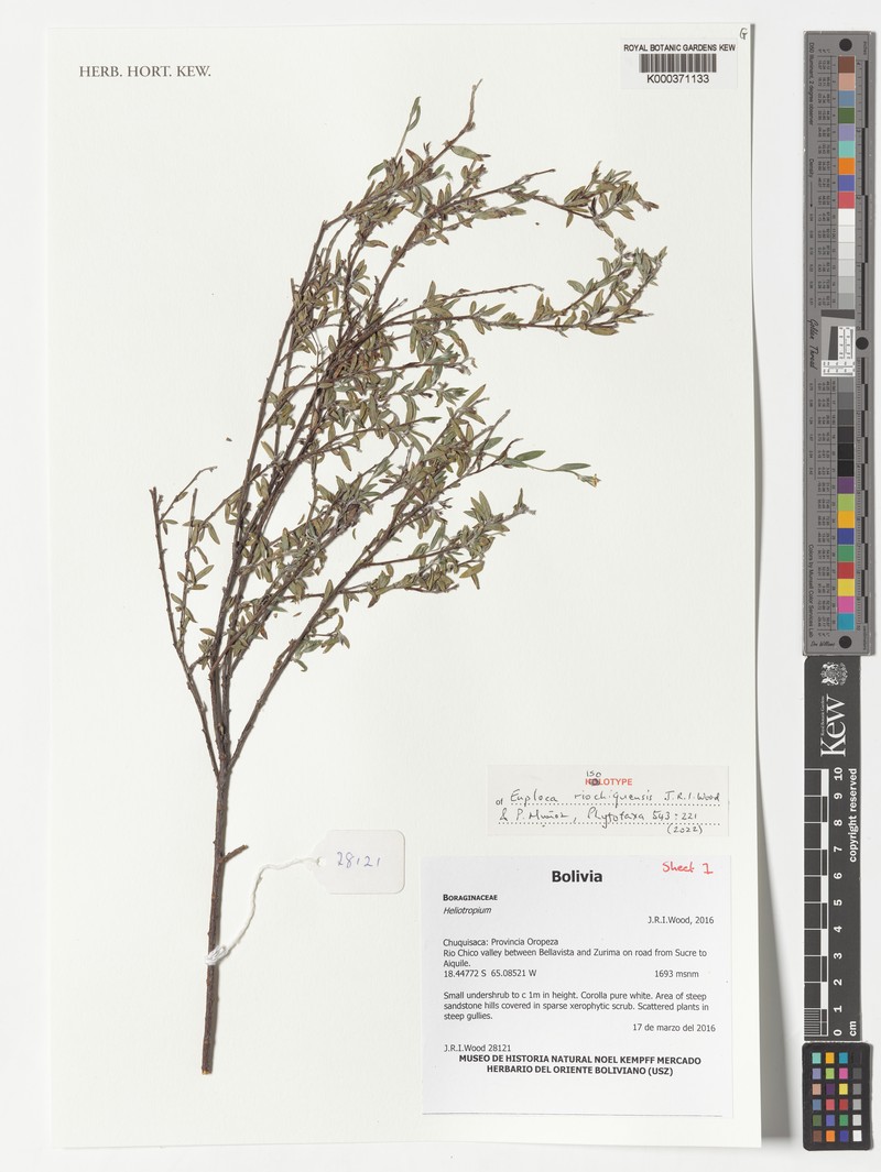 Euploca riochiquensis