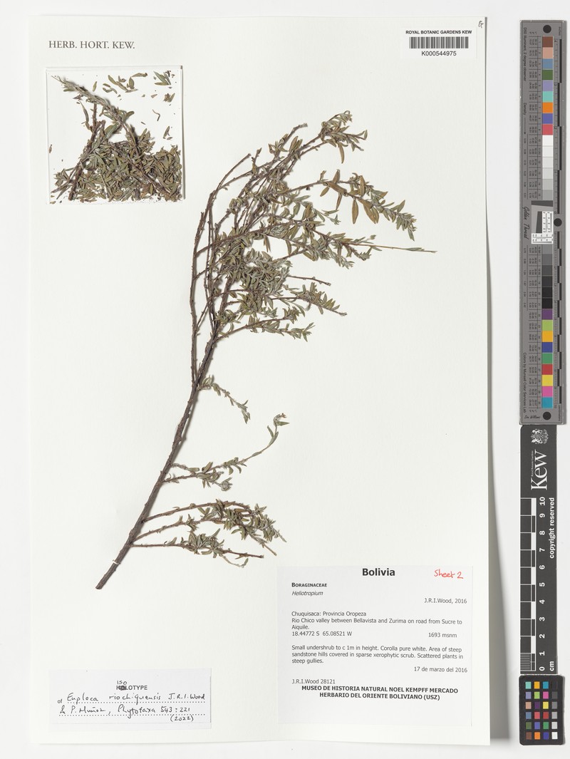 Euploca riochiquensis photo 2