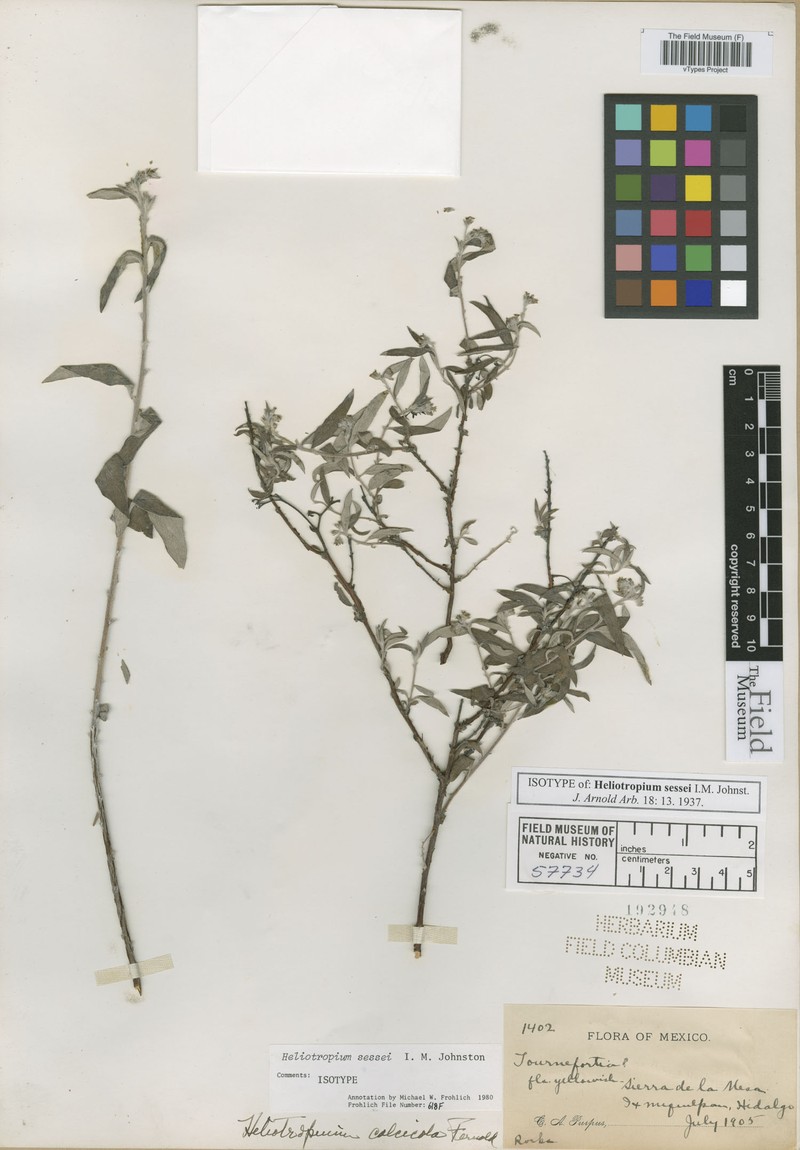 Euploca sessei