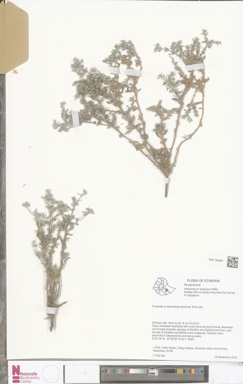 Euploca sessilistigma