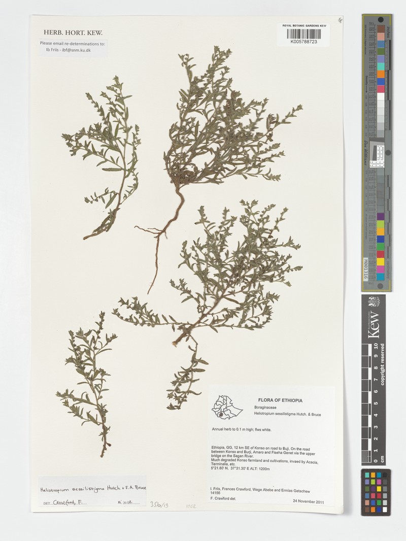 Euploca sessilistigma photo 2