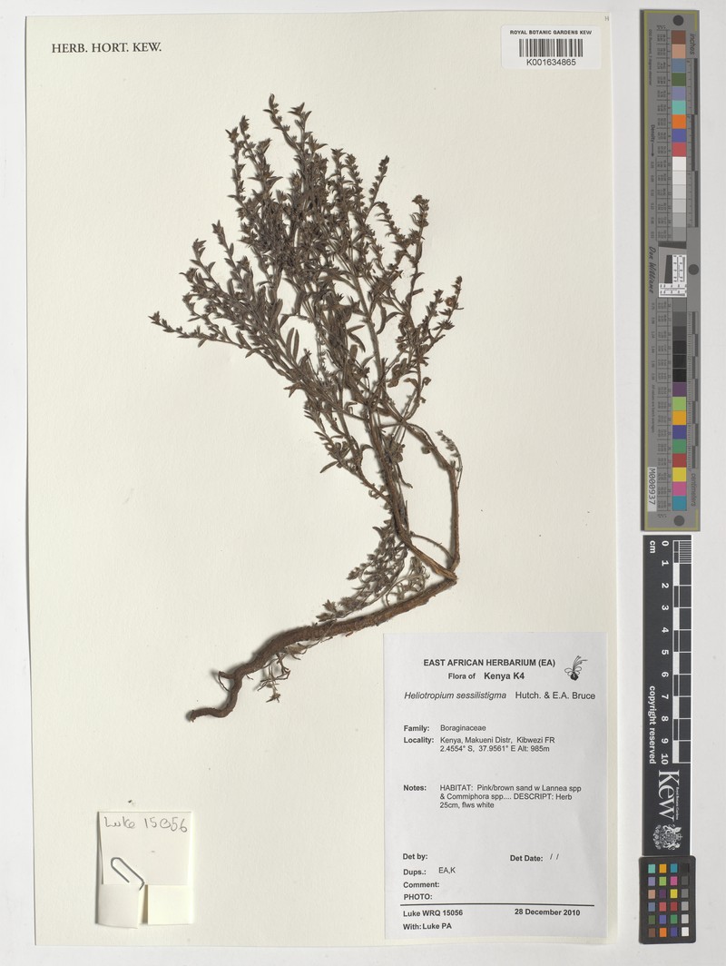 Euploca sessilistigma photo 3