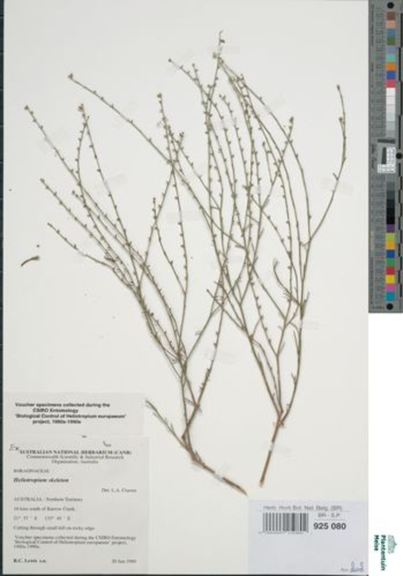 Euploca skeleton photo 2