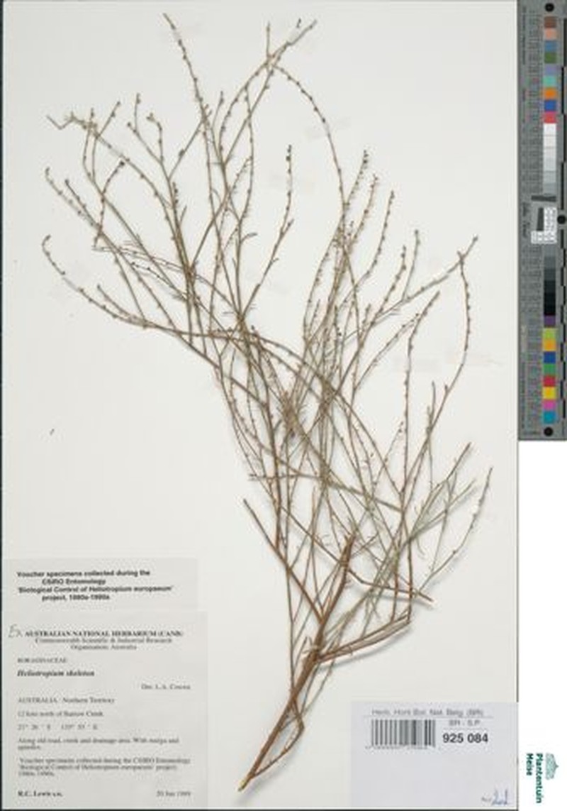 Euploca skeleton photo 3