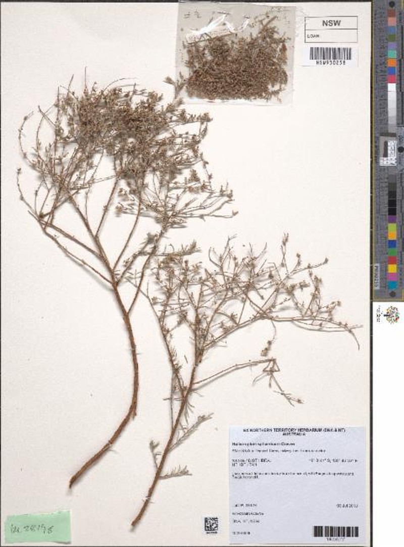 Euploca sphaerica