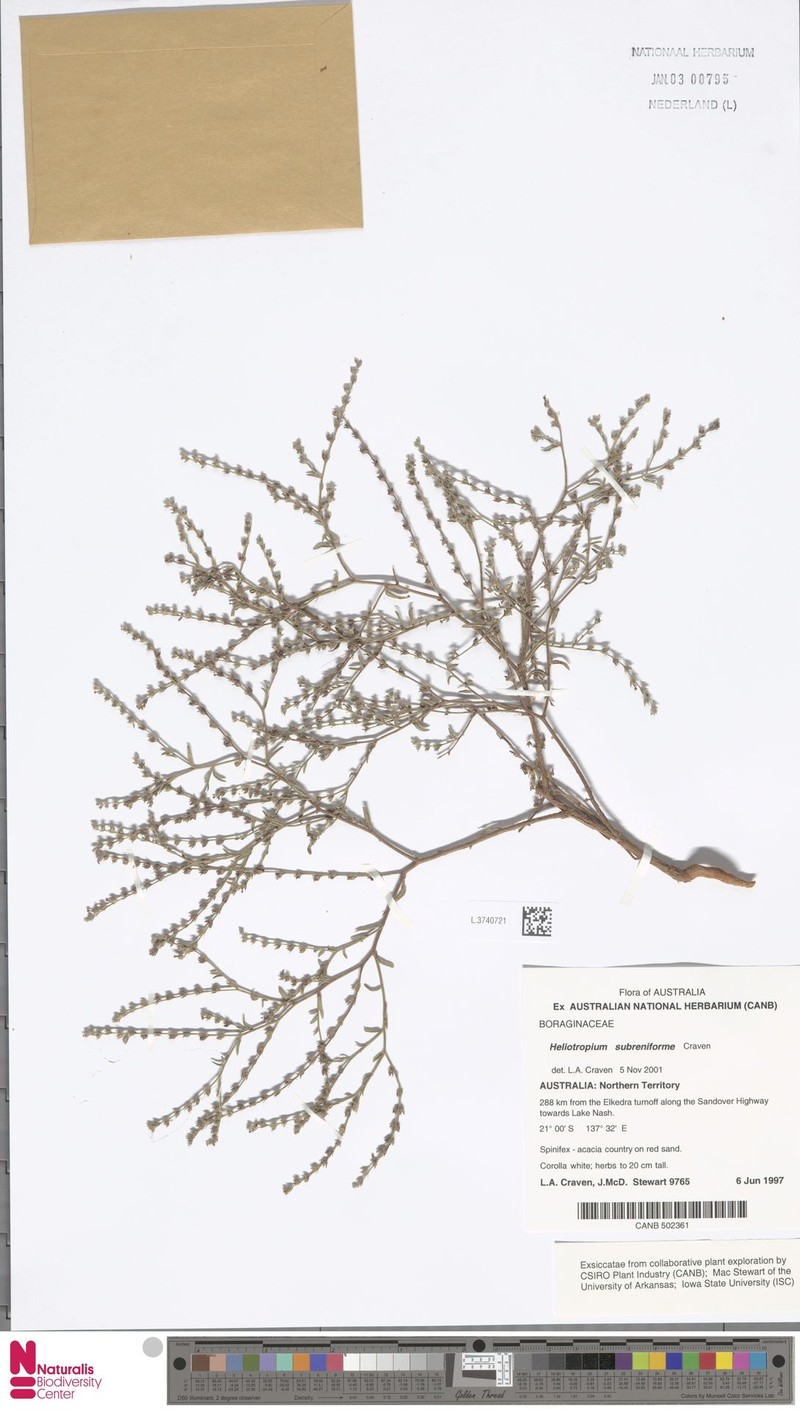Euploca subreniformis