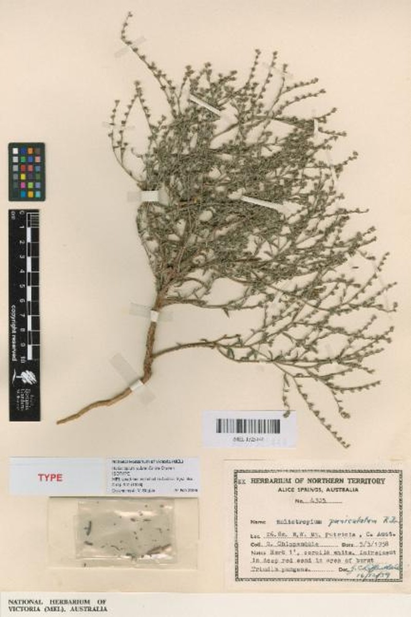 Euploca subreniformis photo 2