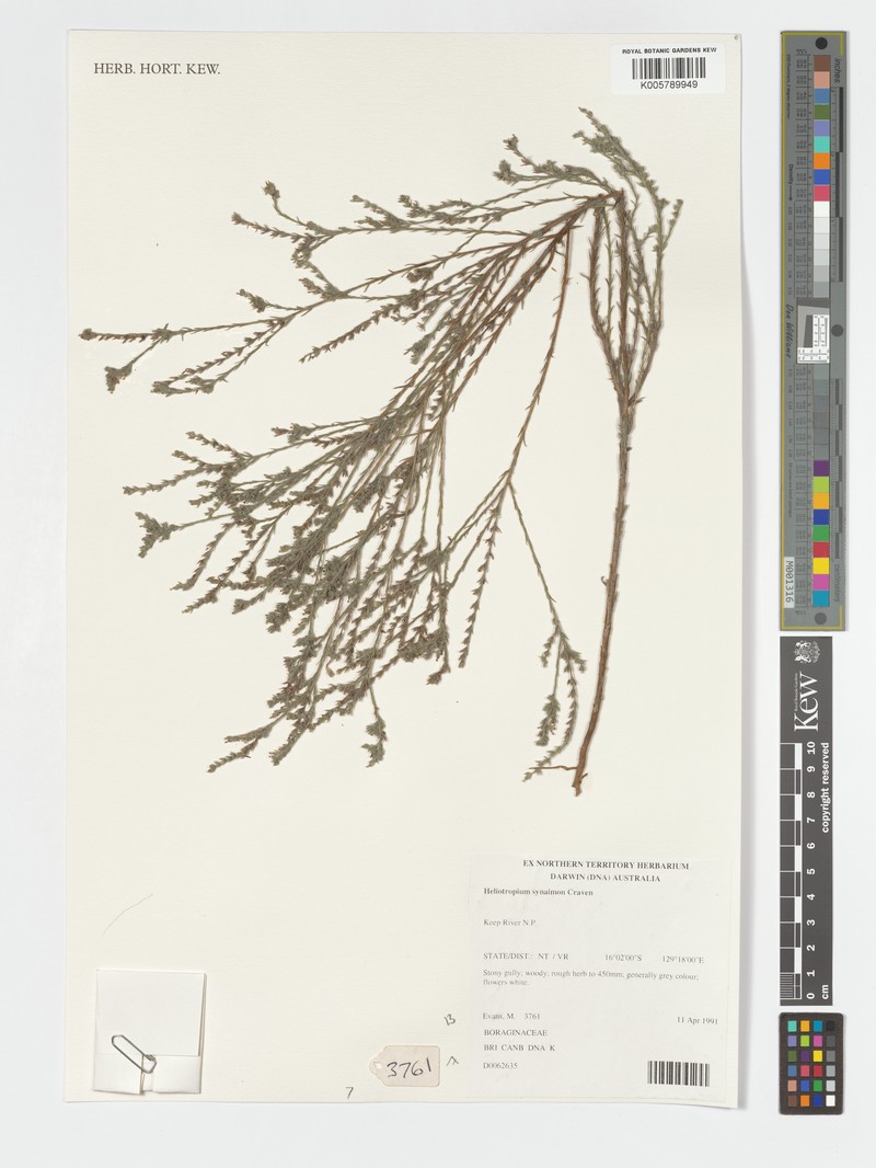 Euploca synaimon