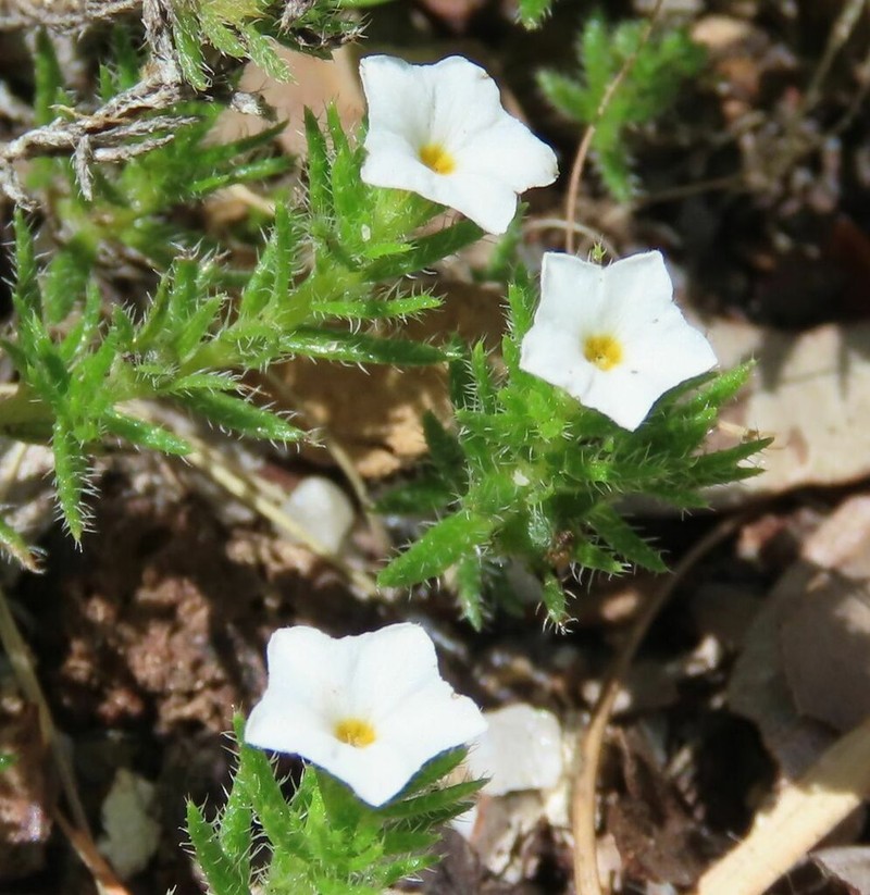 Euploca tabuliplagae