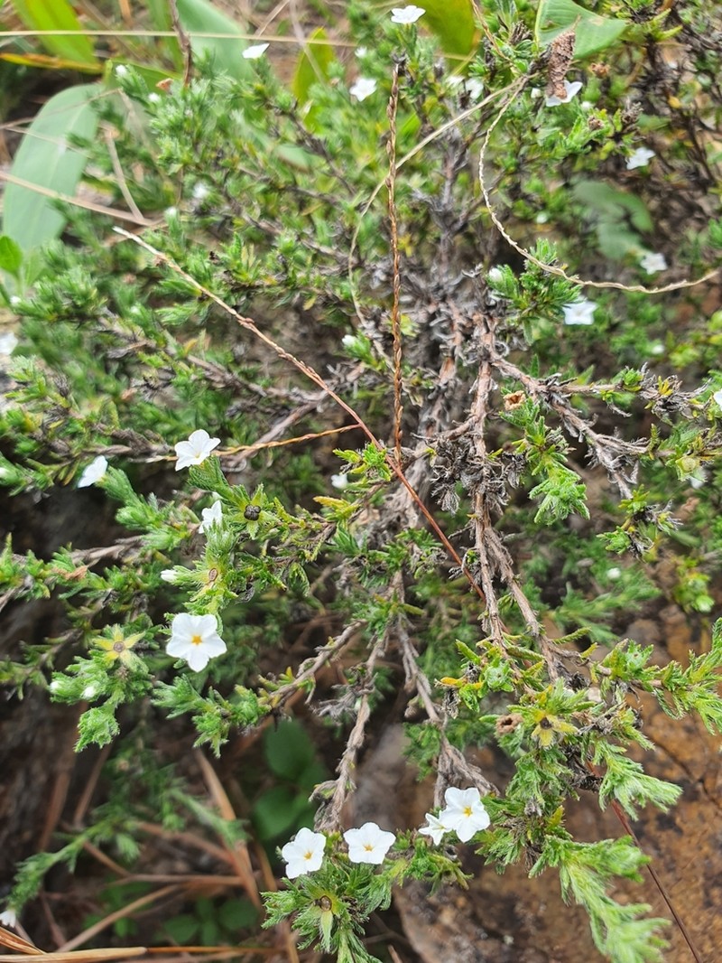 Euploca tabuliplagae photo 3