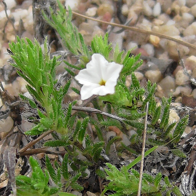 Euploca tabuliplagae photo 4