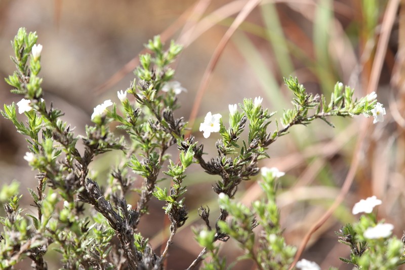 Euploca tabuliplagae photo 5