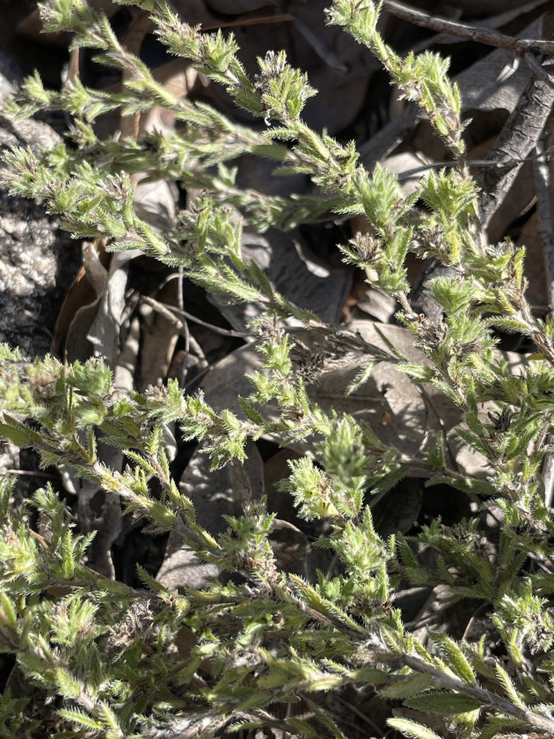 Euploca tabuliplagae photo 6