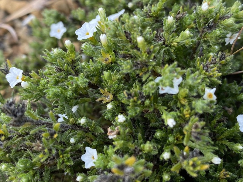Euploca tabuliplagae photo 7