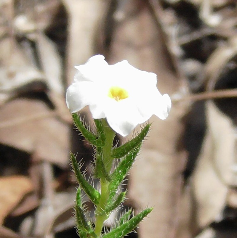 Euploca tabuliplagae photo 8