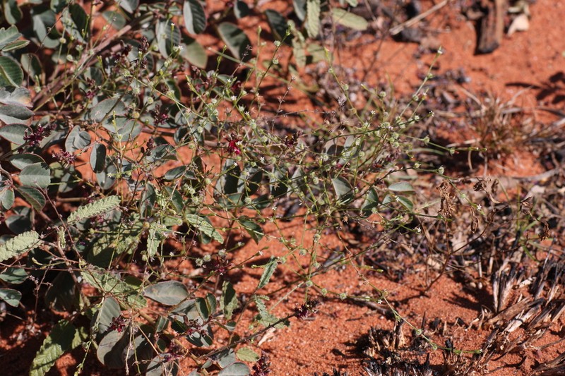 Euploca tanythrix photo 2