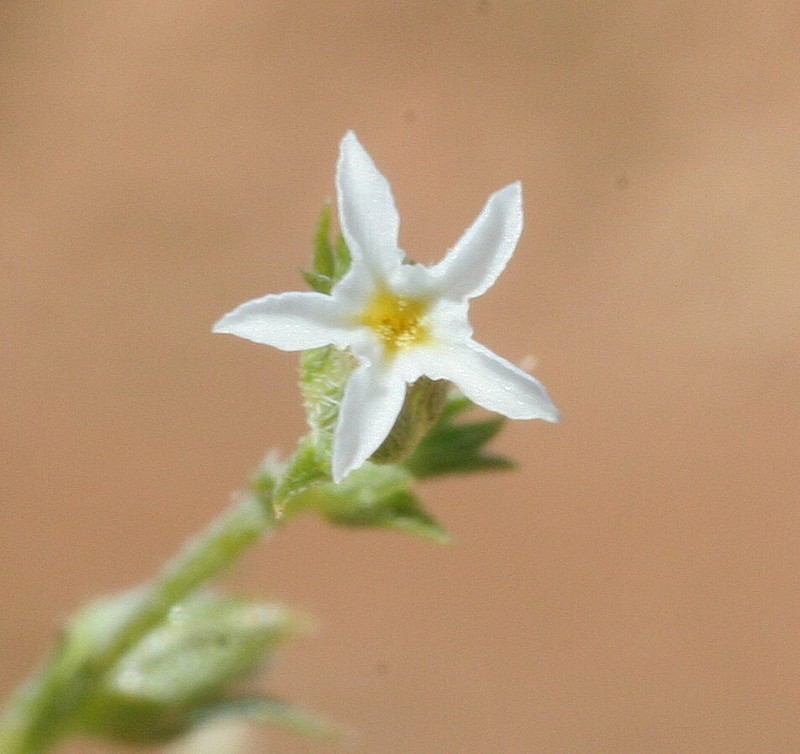 Euploca tanythrix photo 3