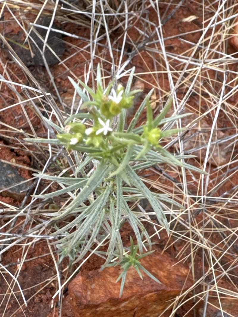 Euploca tanythrix photo 4