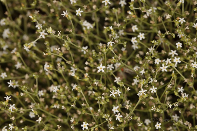 Euploca tanythrix photo 5
