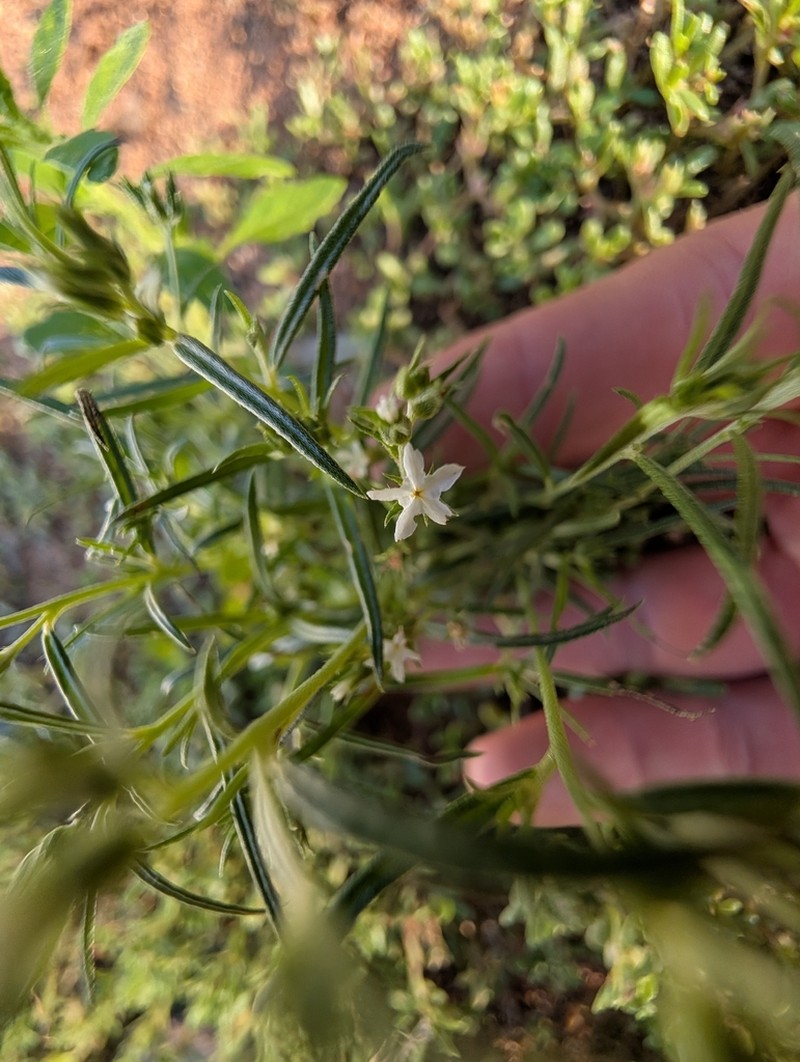 Euploca tanythrix photo 6