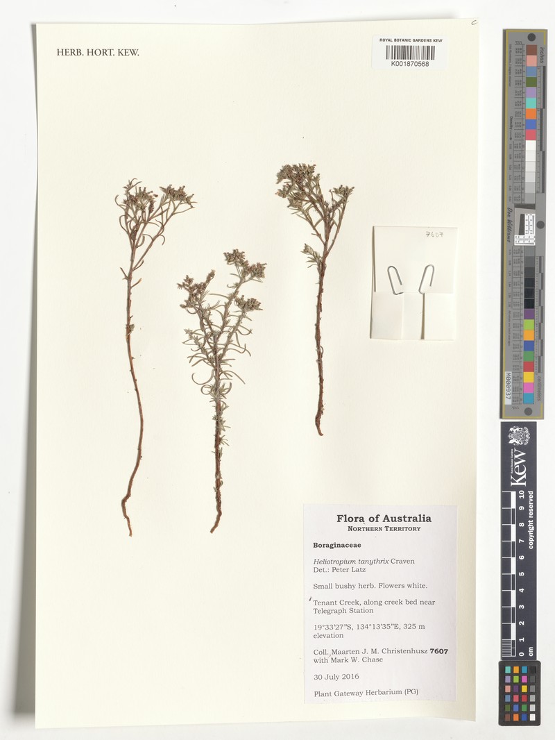Euploca tanythrix photo 8