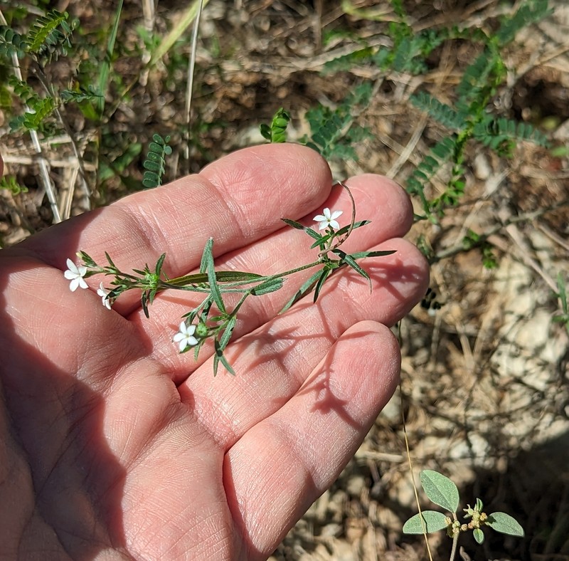 Pasture Heliotrope
