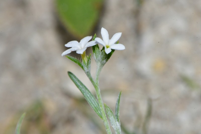 Pasture Heliotrope photo 2