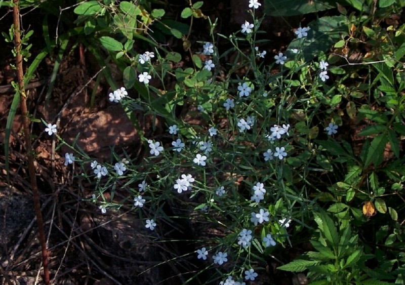Pasture Heliotrope photo 4
