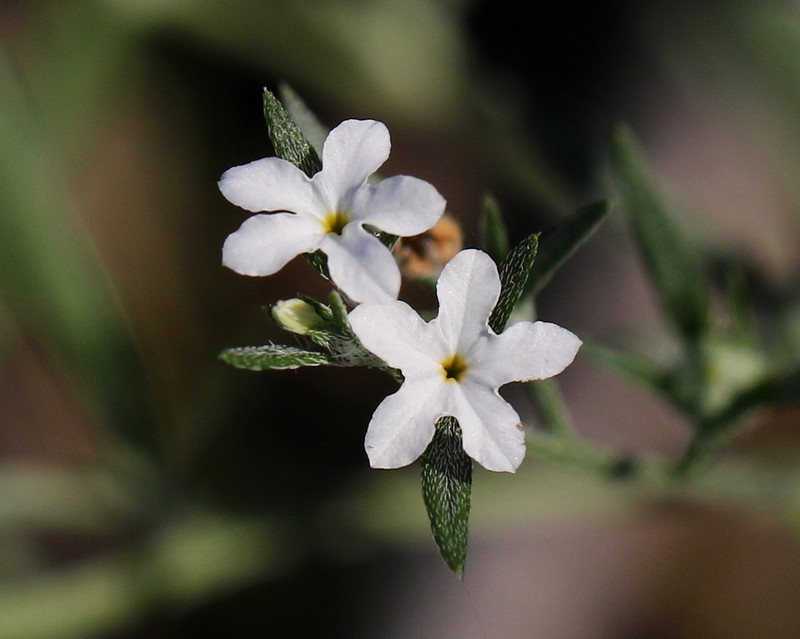 Pasture Heliotrope photo 5