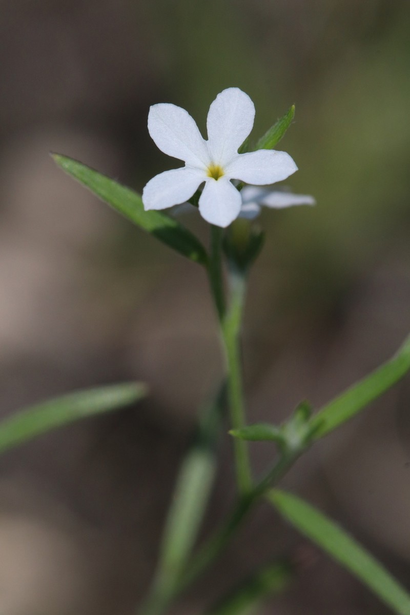 Pasture Heliotrope photo 6
