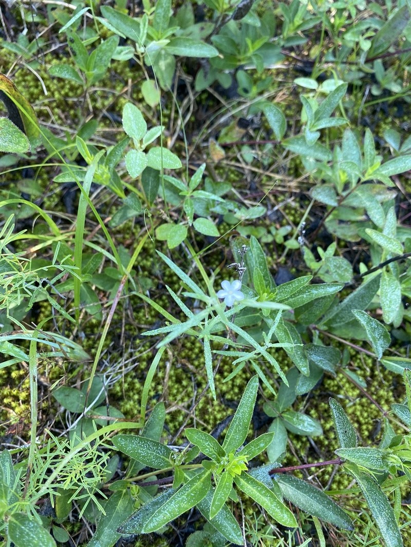 Pasture Heliotrope photo 7