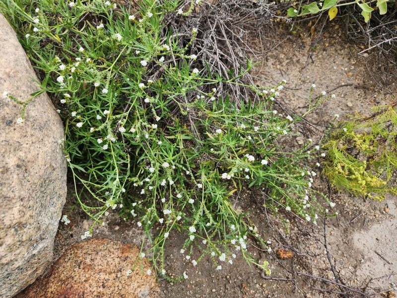 Euploca toratensis