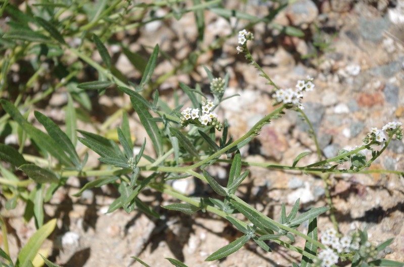 Euploca toratensis photo 2