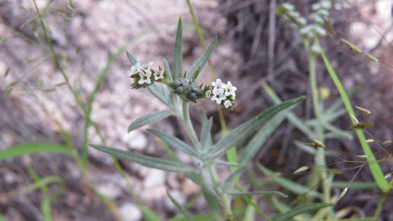 Euploca toratensis photo 3