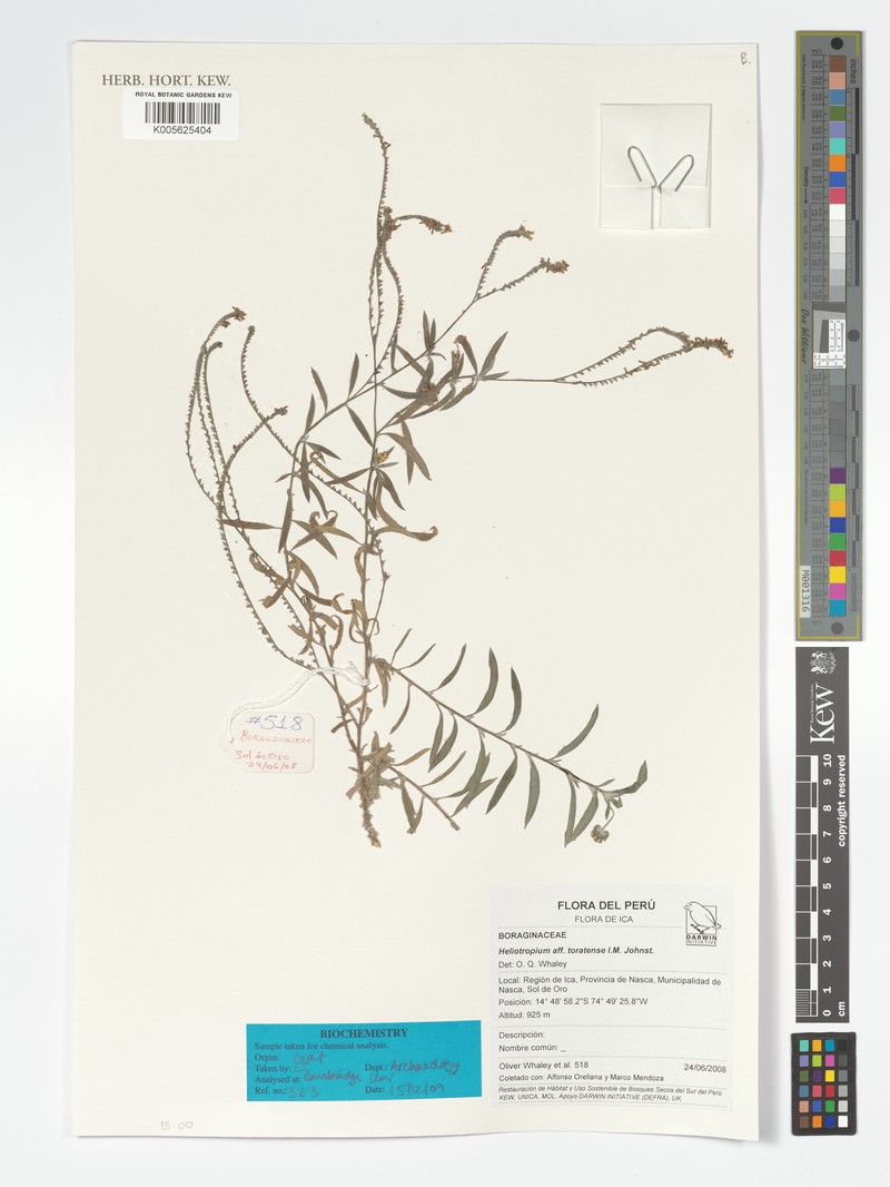 Euploca toratensis photo 4
