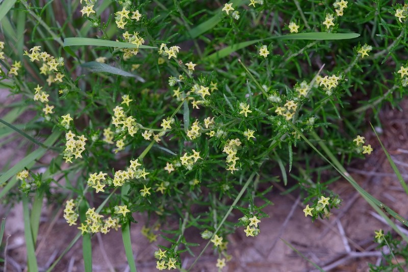 Slimleaf Heliotrope