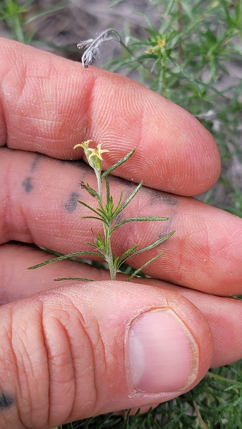 Slimleaf Heliotrope photo 2
