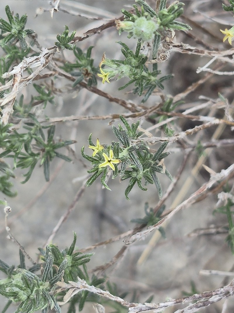 Slimleaf Heliotrope photo 3