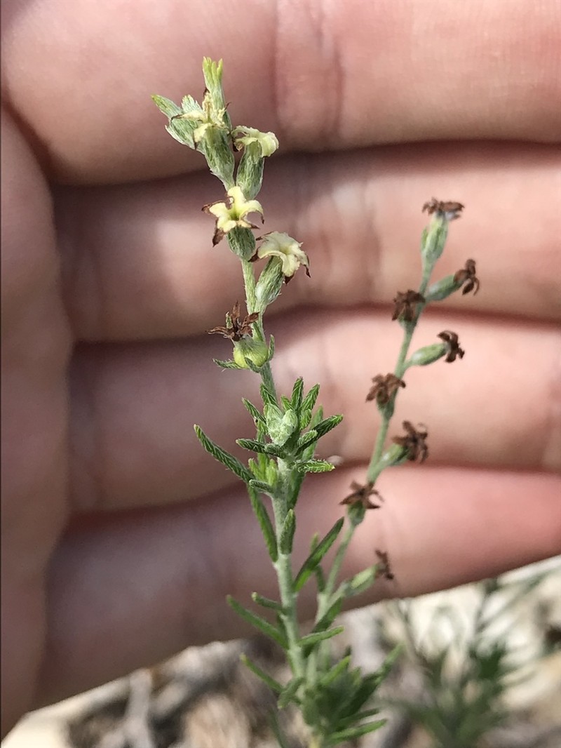 Slimleaf Heliotrope photo 4