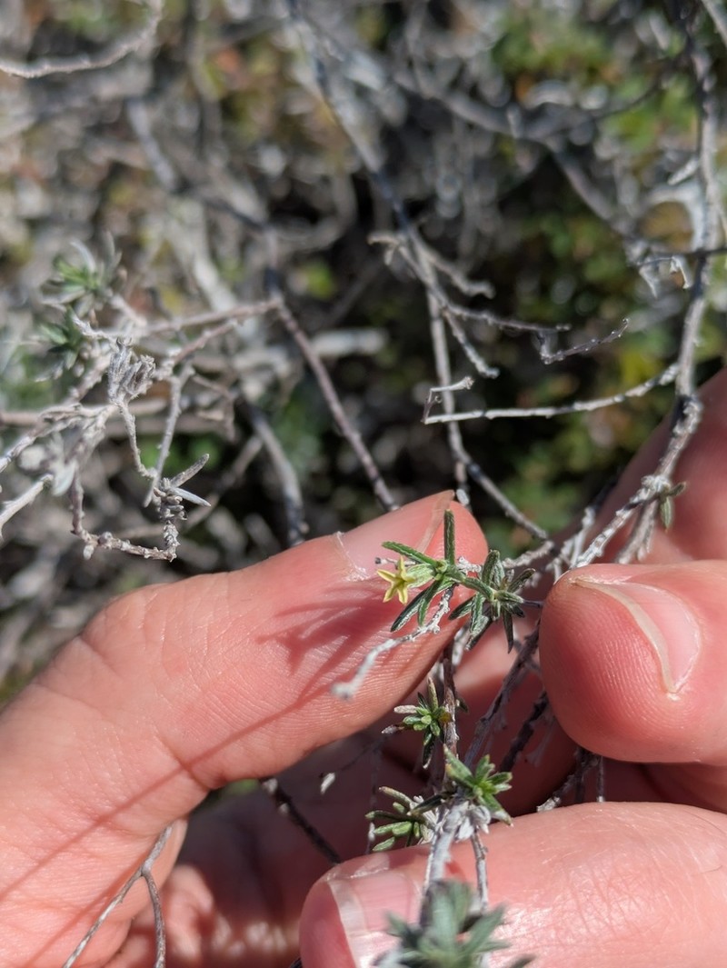Slimleaf Heliotrope photo 5