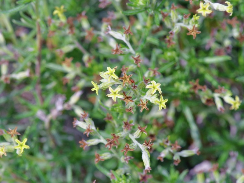 Slimleaf Heliotrope photo 6