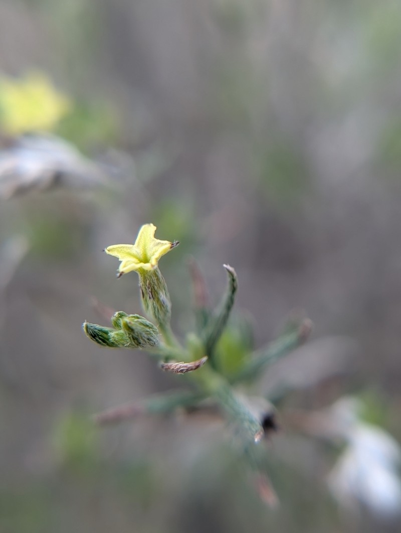 Slimleaf Heliotrope photo 7