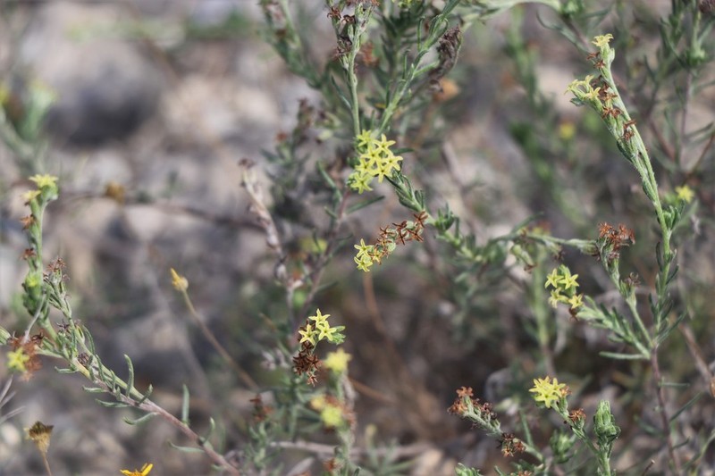 Slimleaf Heliotrope photo 8