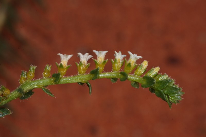 Euploca transformis