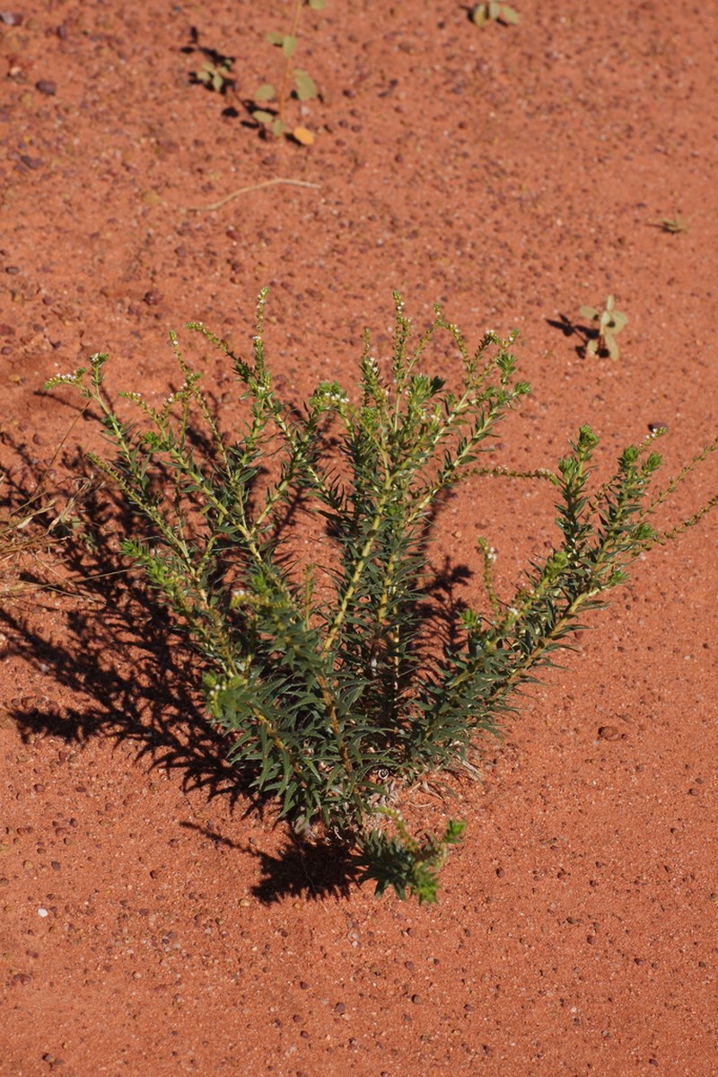 Euploca transformis photo 2