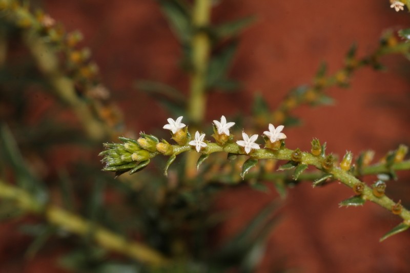 Euploca transformis photo 4