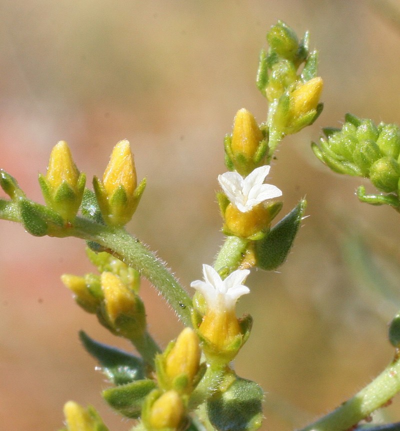 Euploca transformis photo 5